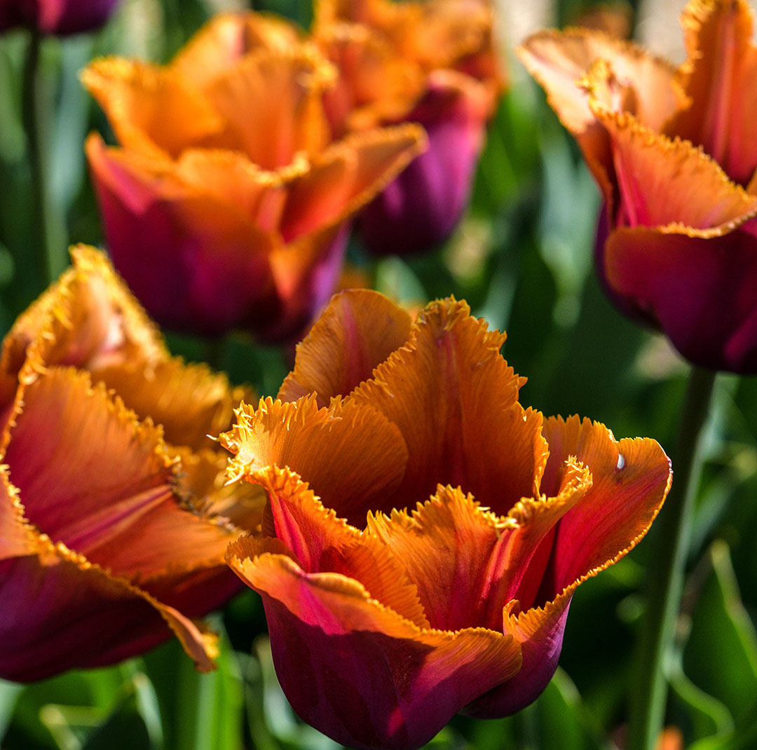 Close up of group of Louvre Tulips in a garden