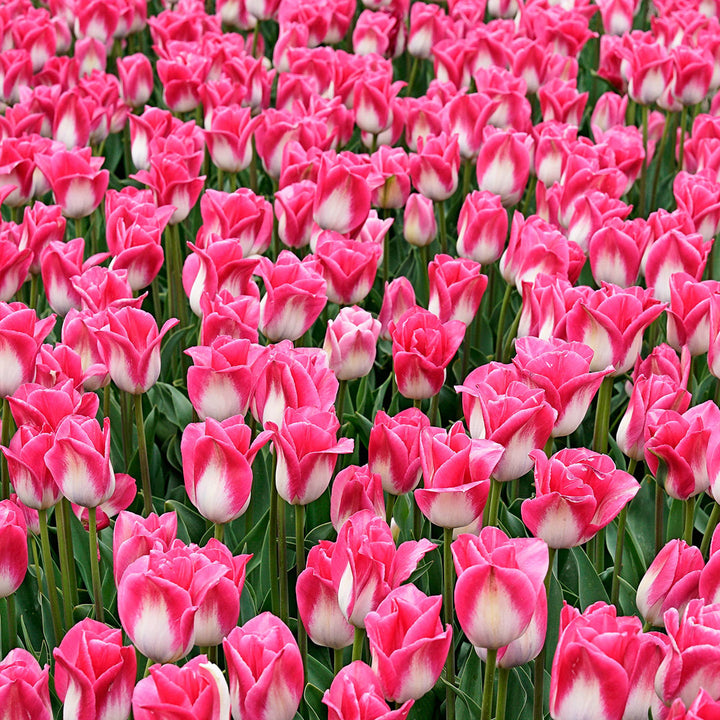 A field of Memphis Tulips in the garden.