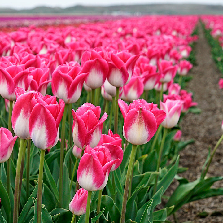Memphis Tulips blooming in the field.