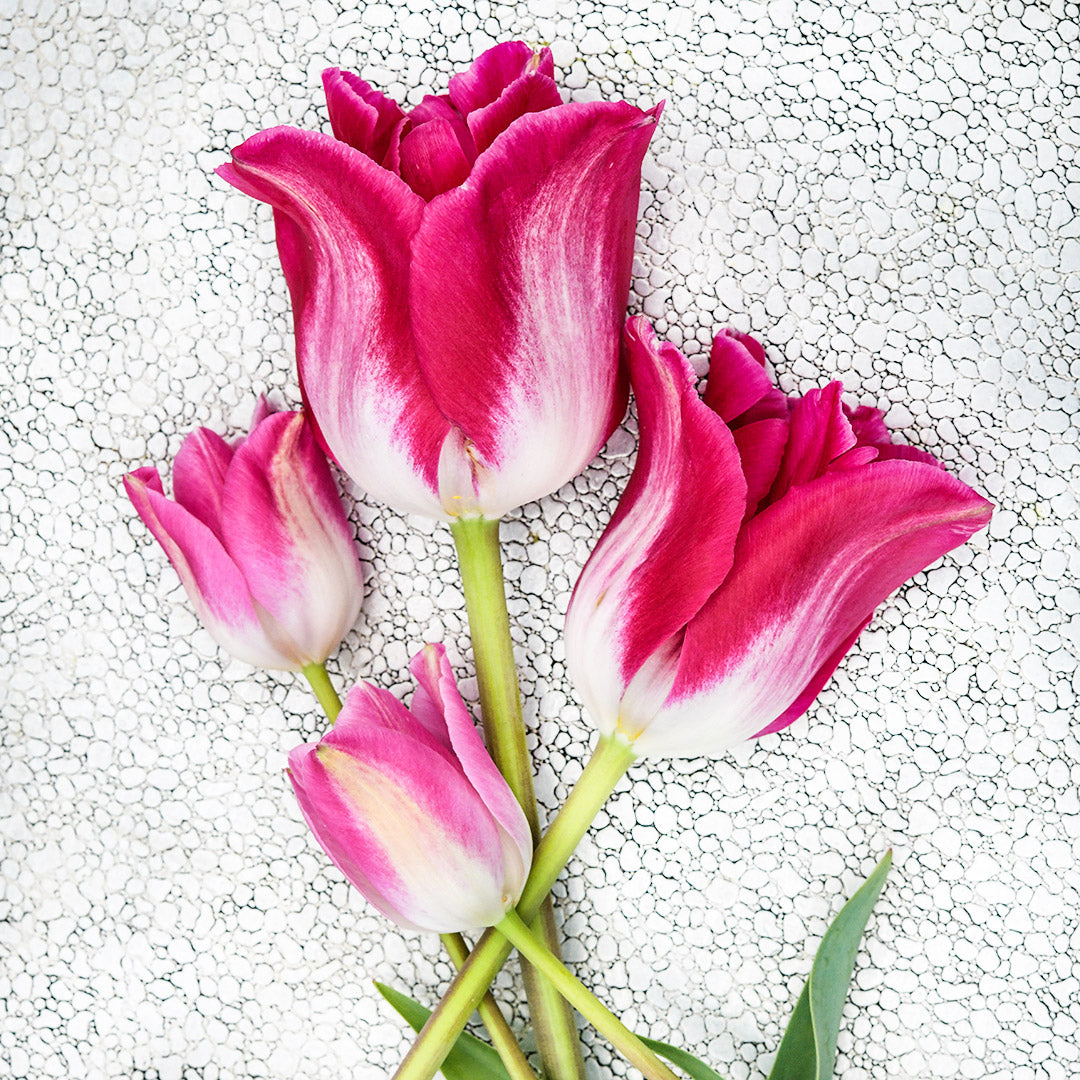 A overhead view of four Memphis Tulips arranged on metal cookie sheet pan.