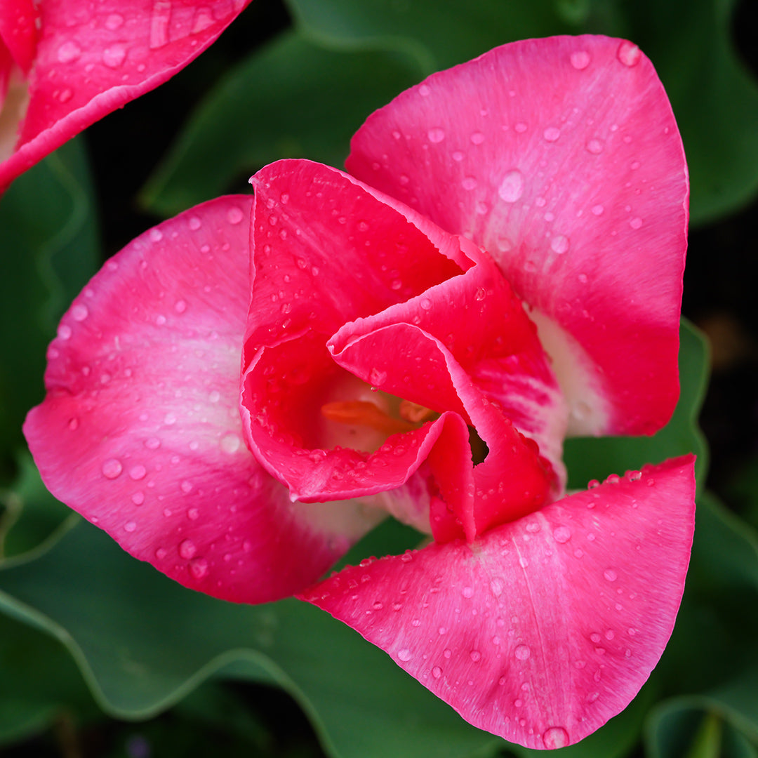 An overhead view of a Memphis Tulip blooming in the garden.