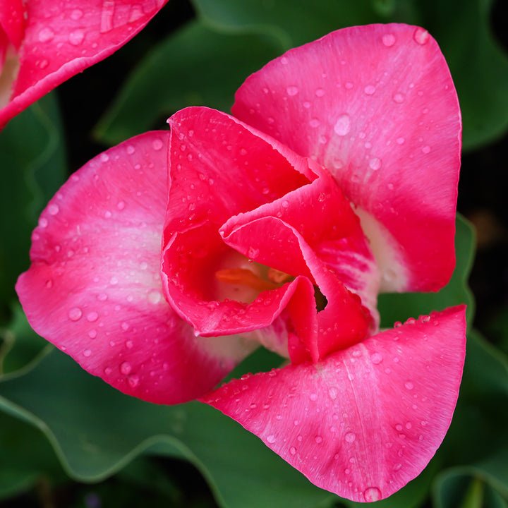 An overhead view of a Memphis Tulip blooming in the garden.