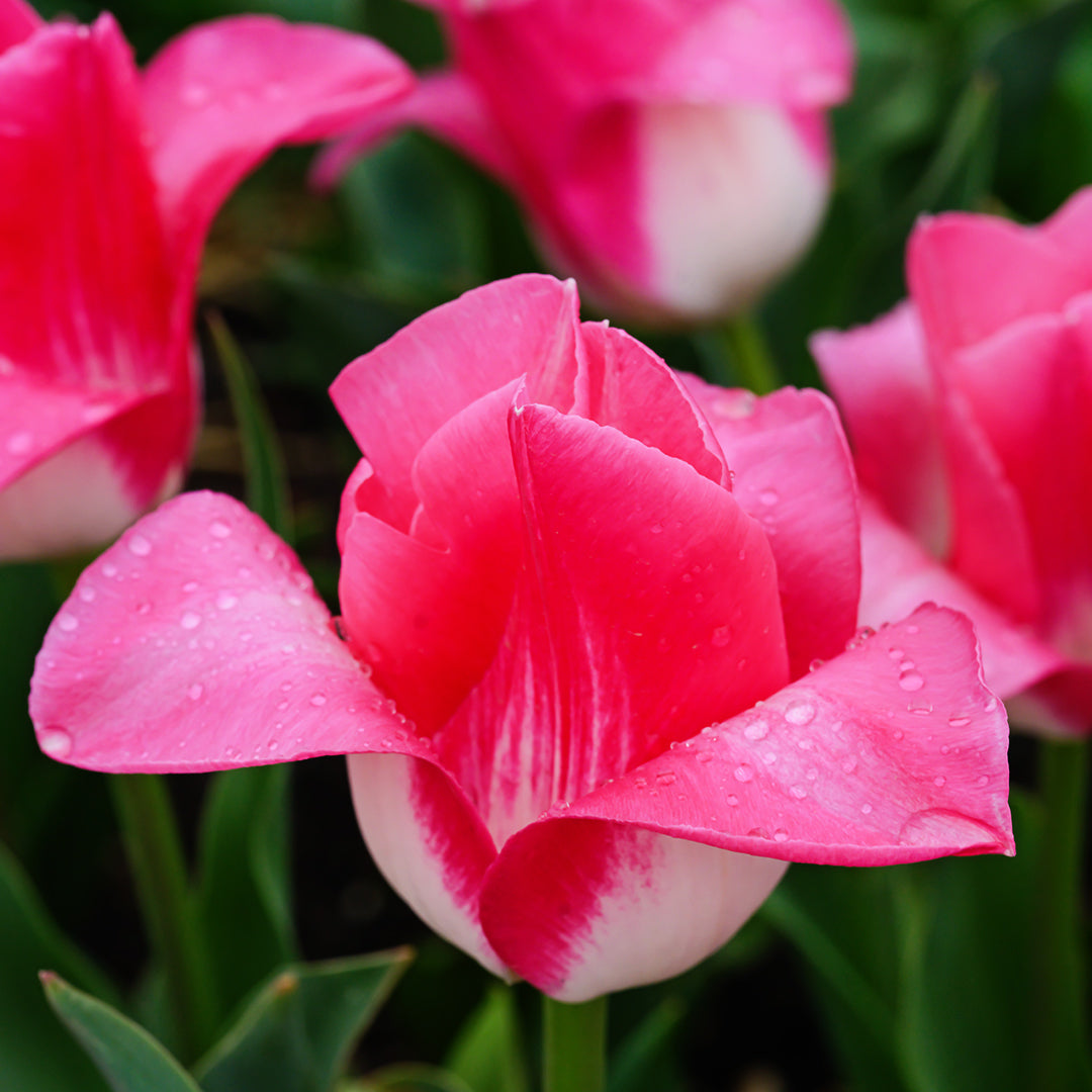 A profile view of Memphis Tulip flowers in the gardens at Baker Creek.