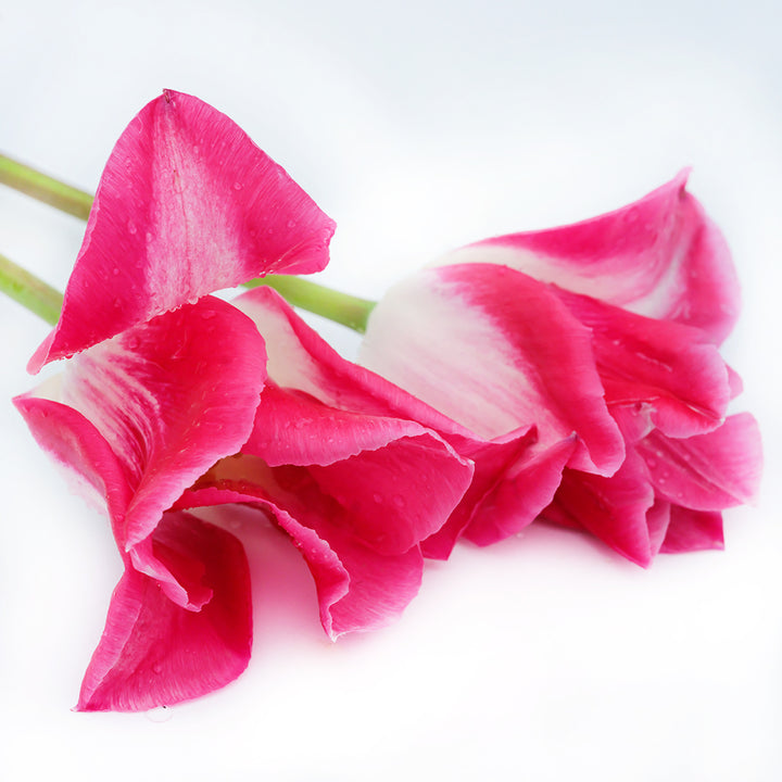 A profile view of Memphis Tulips resting on a white background.