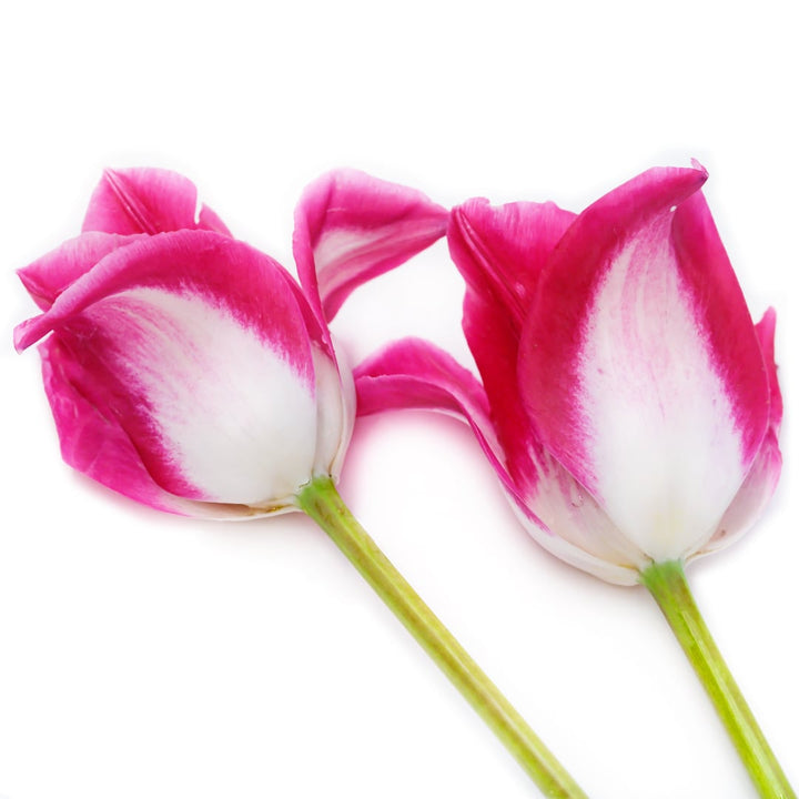 A pair of Memphis Tulips blooms on a white background.