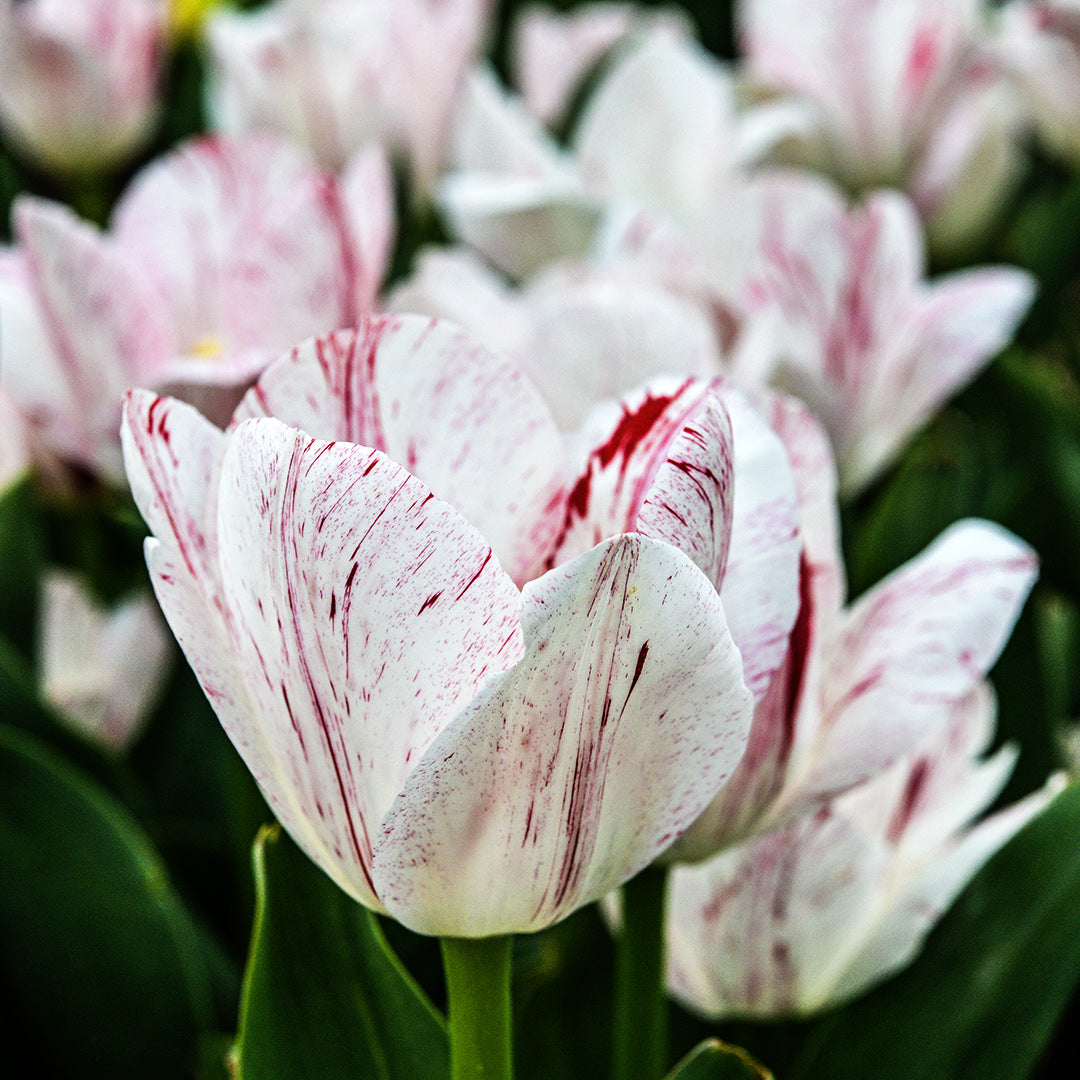 Close-up view of One Direction Tulips in the garden.