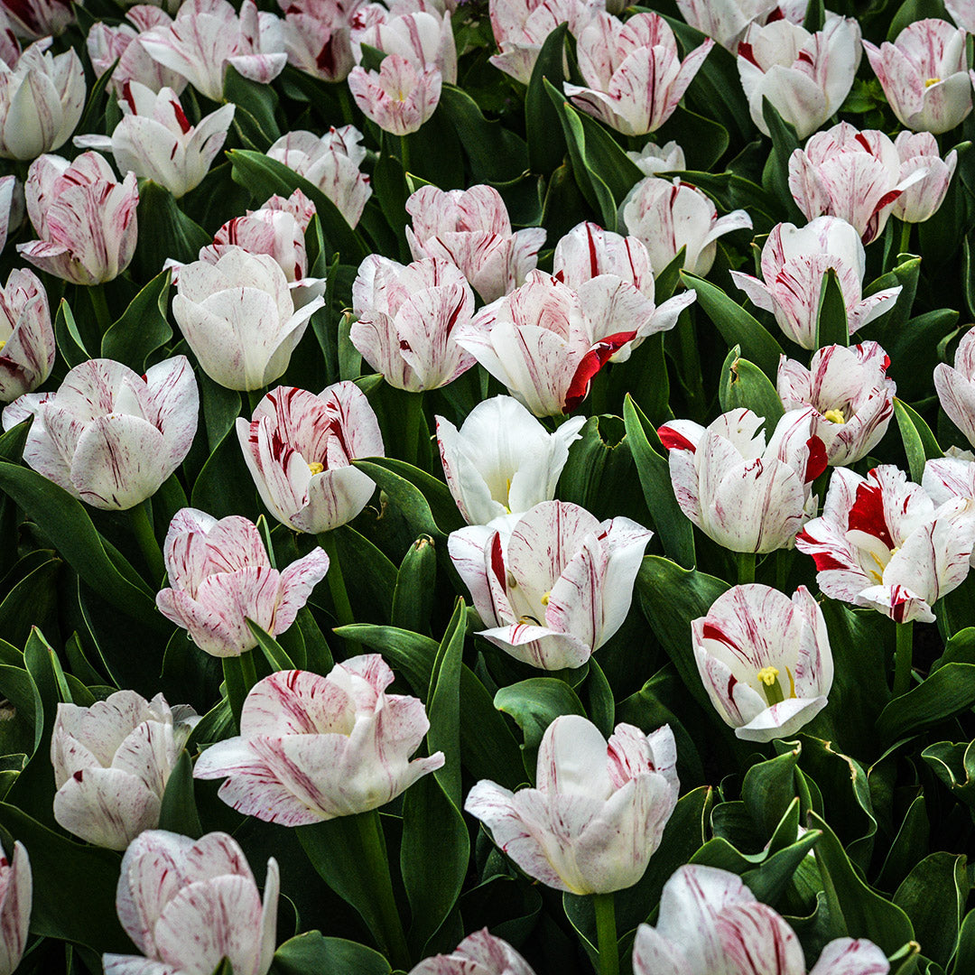 A field of blooming One Direction Tulips in the gardens at Baker Creek.