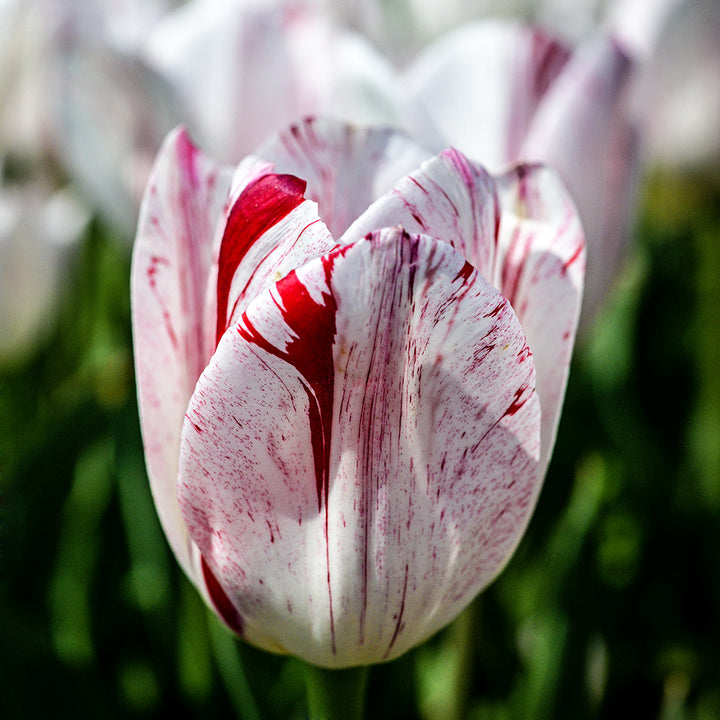 A single One Direction Tulip growing in the gardens at Baker Creek in Mansfield, Missouri.