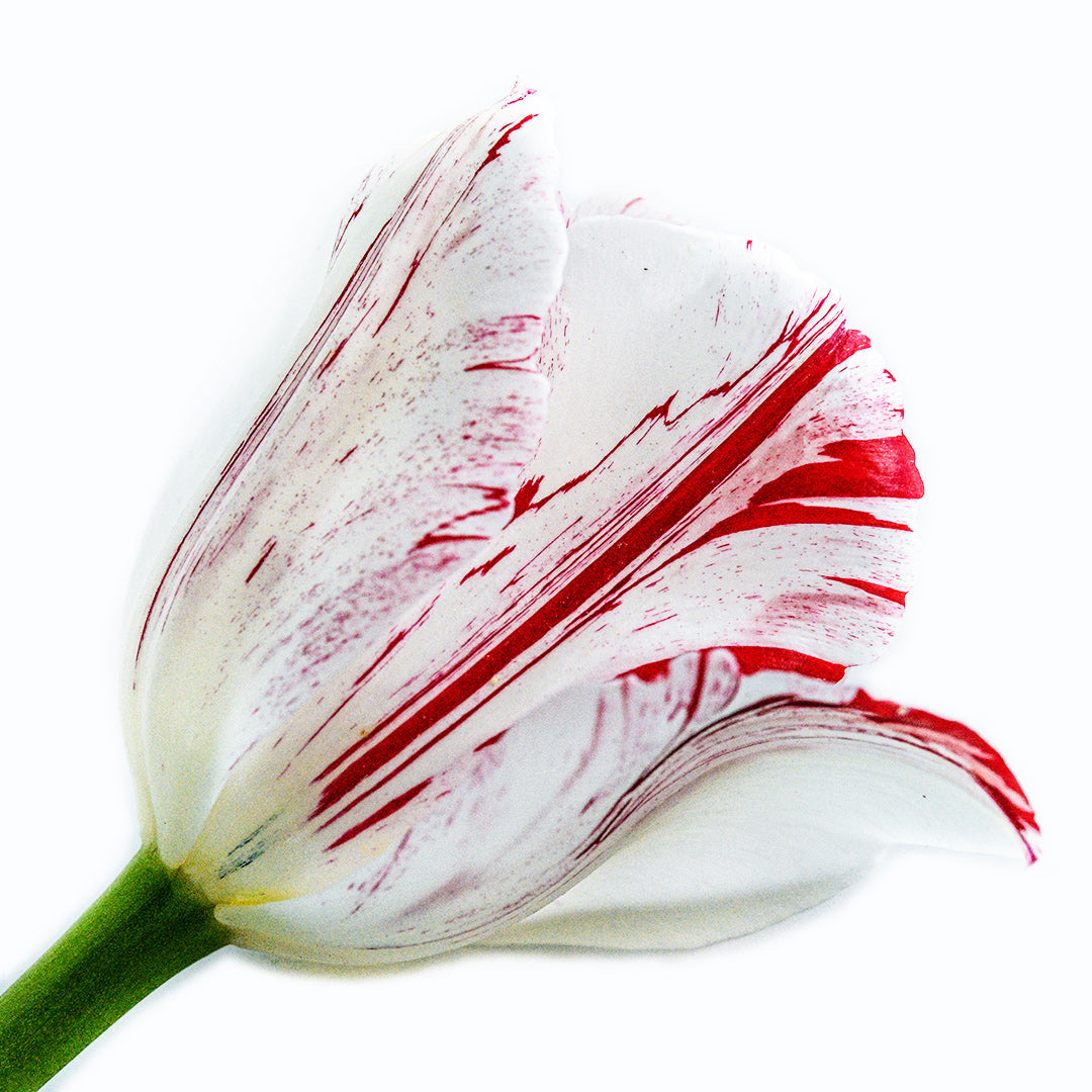 A single One Direction Tulip bloom on a white background.