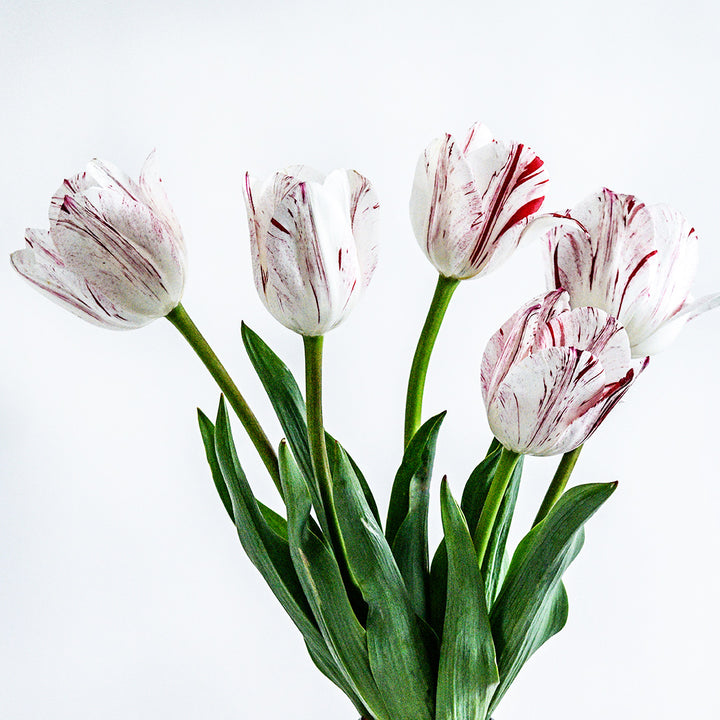 Five One Direction Tulips against a white background.
