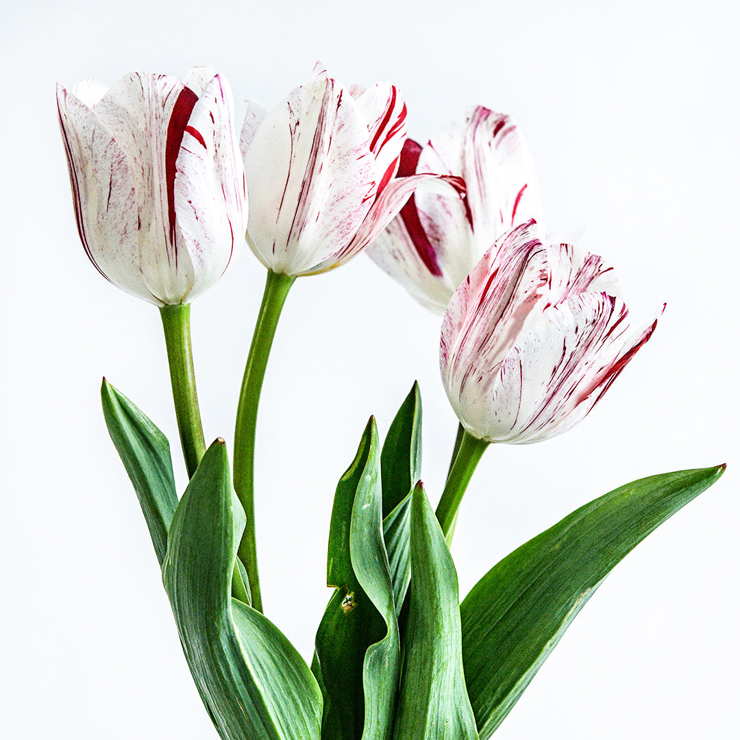 A bouquet of four One Direction Tulips against a white background.