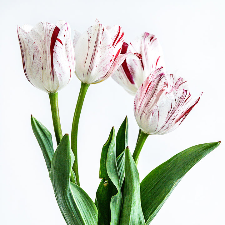 A bouquet of four One Direction Tulips against a white background.