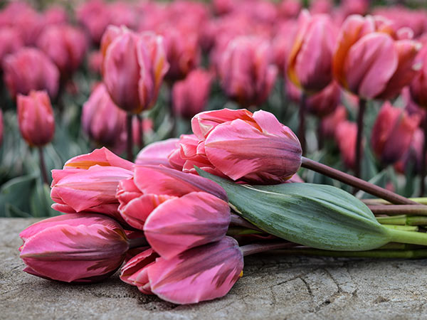 Tulip Bulbs, Pretty Princess (10 bulbs)