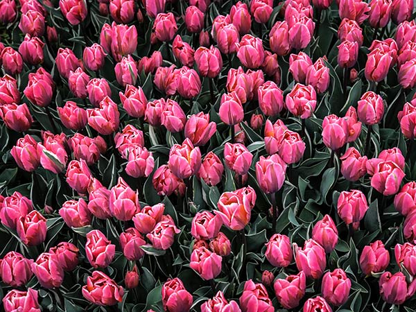 Tulip Bulbs, Pretty Princess (10 bulbs)