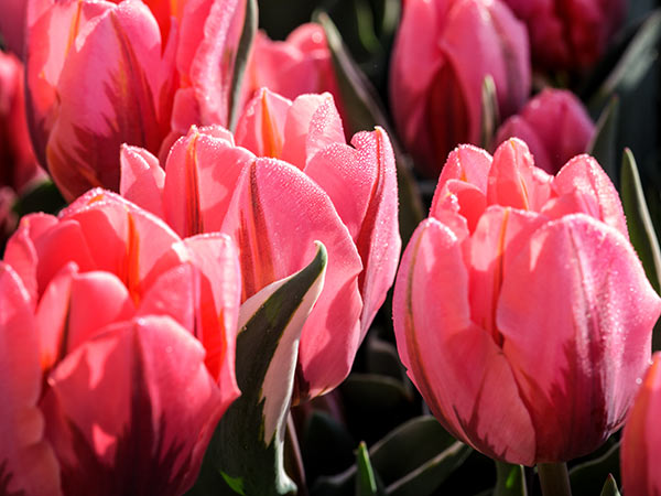 Tulip Bulbs, Pretty Princess (10 bulbs)