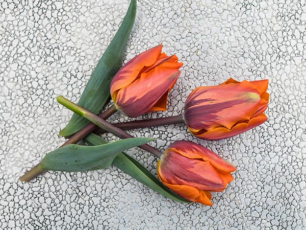 Tulip Bulbs, Princess Irene (10 bulbs)