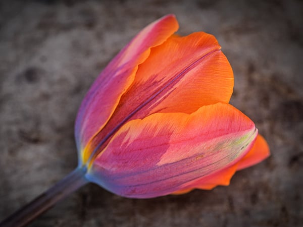 Close-up detail of single Princess Irene Tulip.