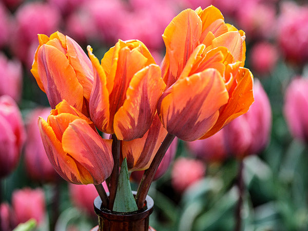Tulip Bulbs, Princess Irene (10 bulbs)