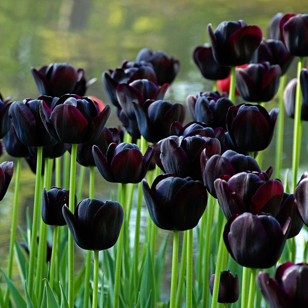 Queen of Night Tulips blooming profusely in the garden.