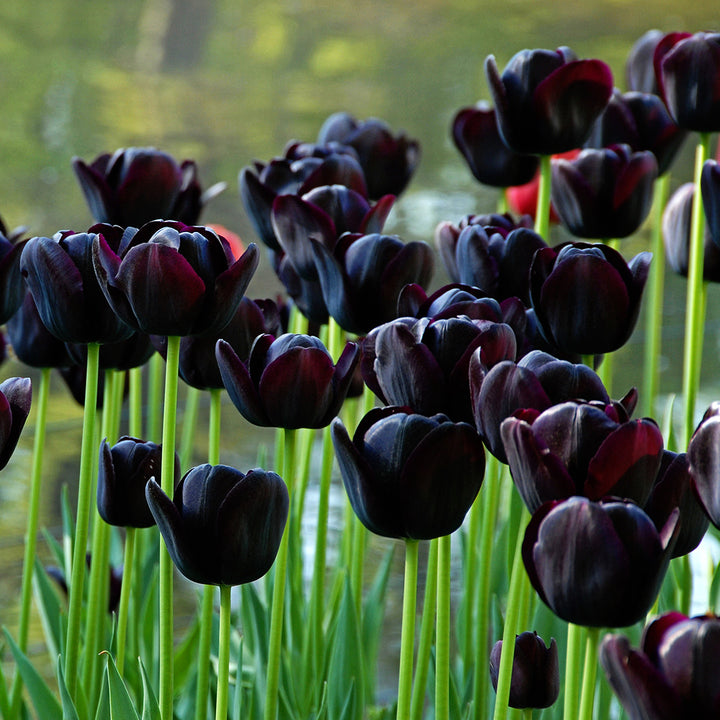 Queen of Night Tulips blooming profusely in the garden.