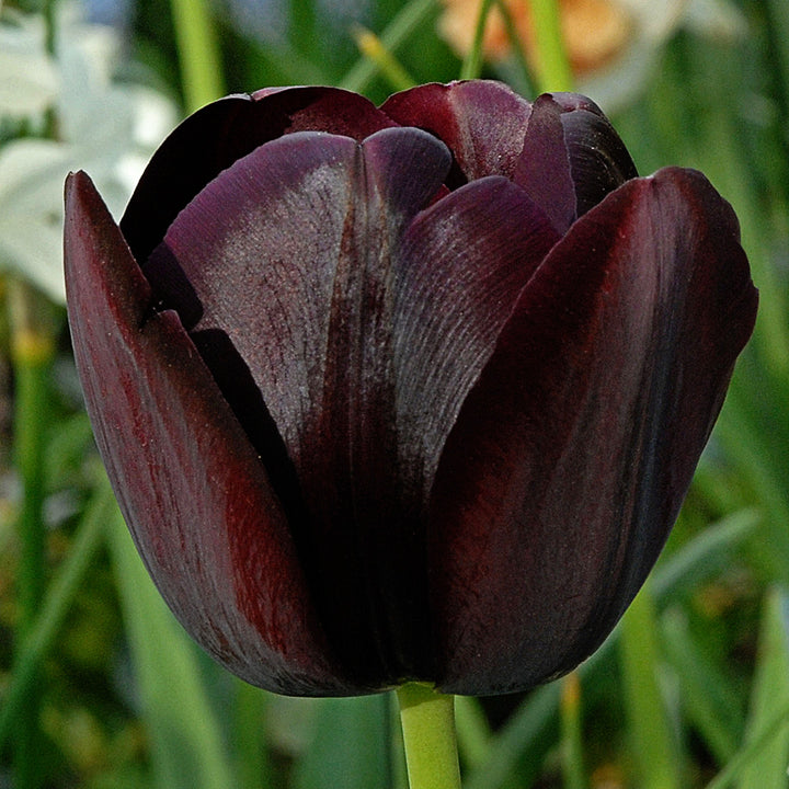 A close-up of a Queen of Night Tulip growing in the ground outside.