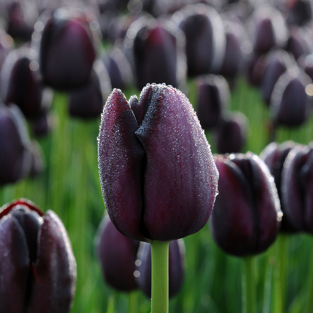 Queen of the night tulip in a field