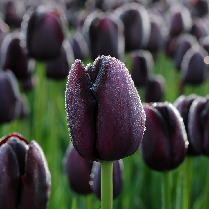 Queen of the night tulip in a field
