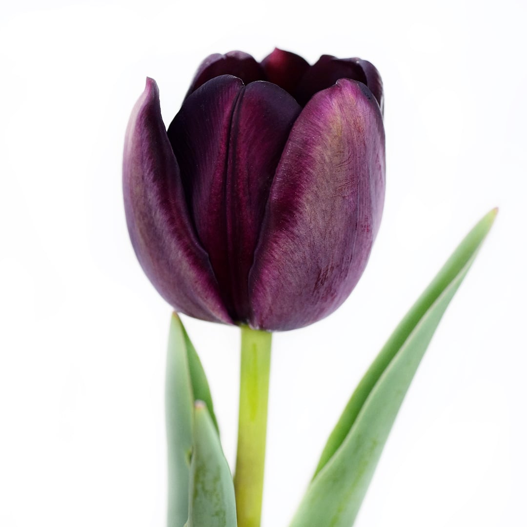 A single Queen of Night Tulip against a white background.