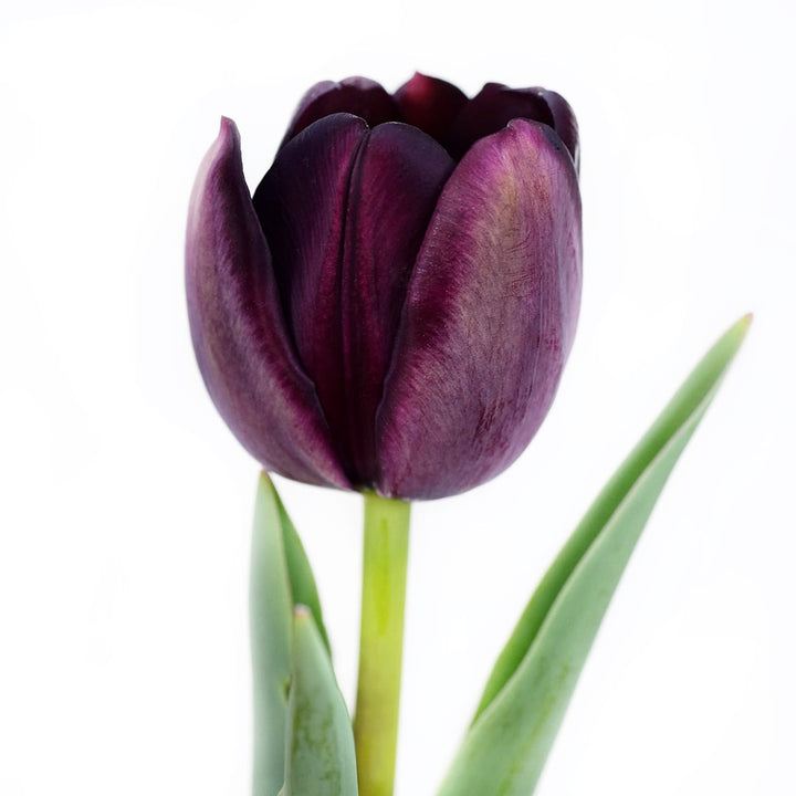 A single Queen of Night Tulip against a white background.