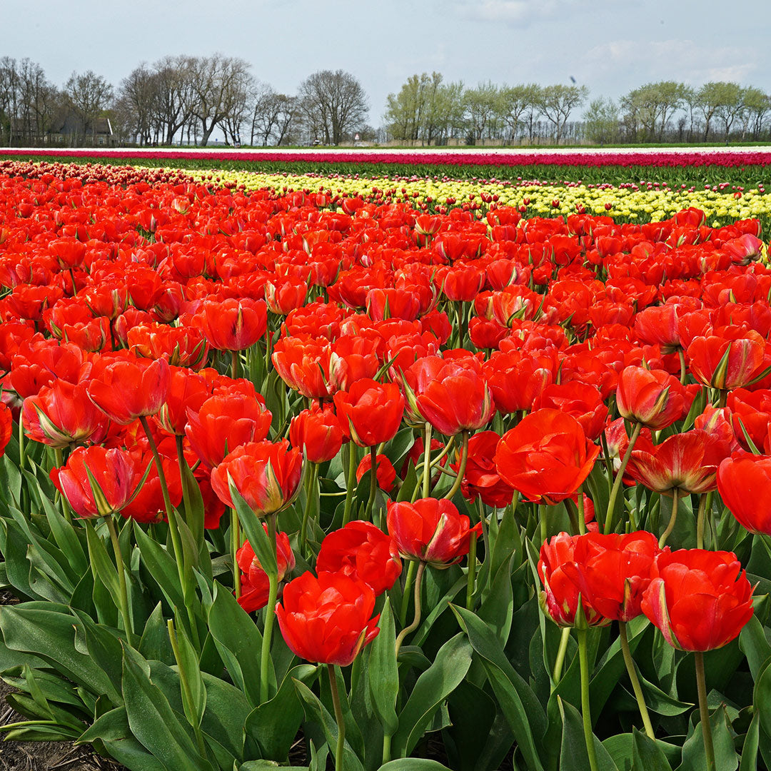 A field of Red Bono Tulips covers the landscape.