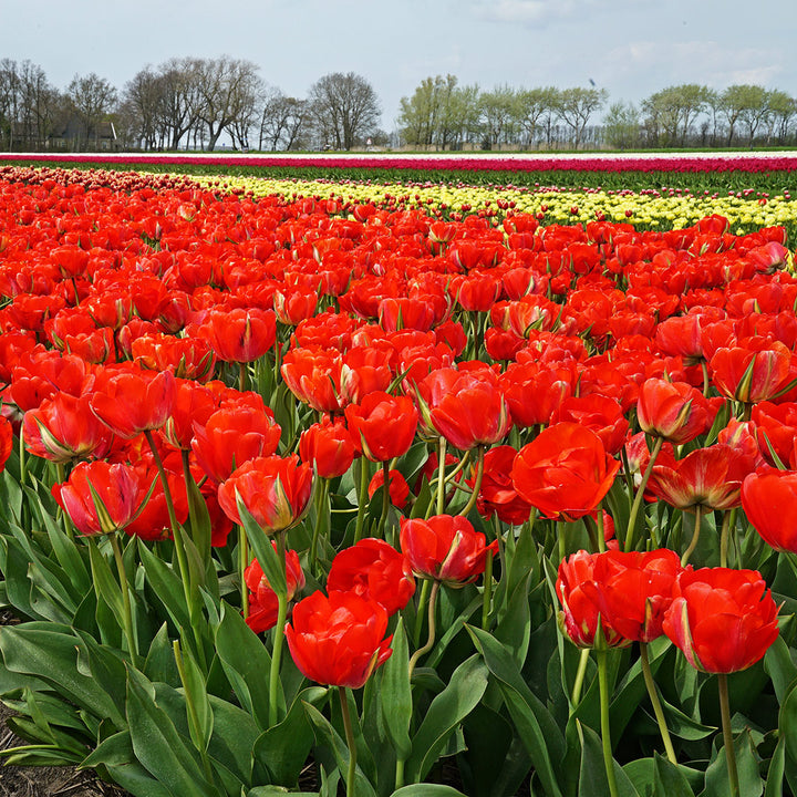 A field of Red Bono Tulips covers the landscape.