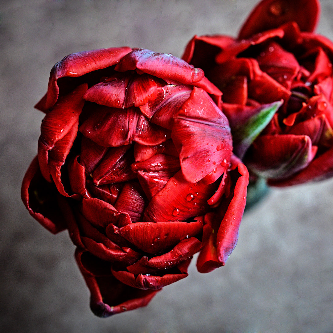 An overhead view close-up of Red Princess Tulips.