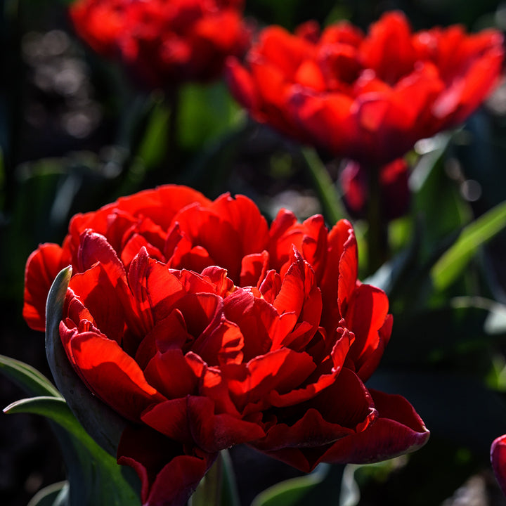 Red Princess Tulips growing in the gardens at Baker Creek in Missouri.
