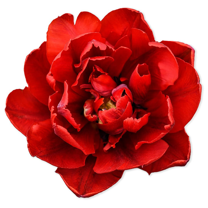 A single Red Princess Tulip bloom on a white background.