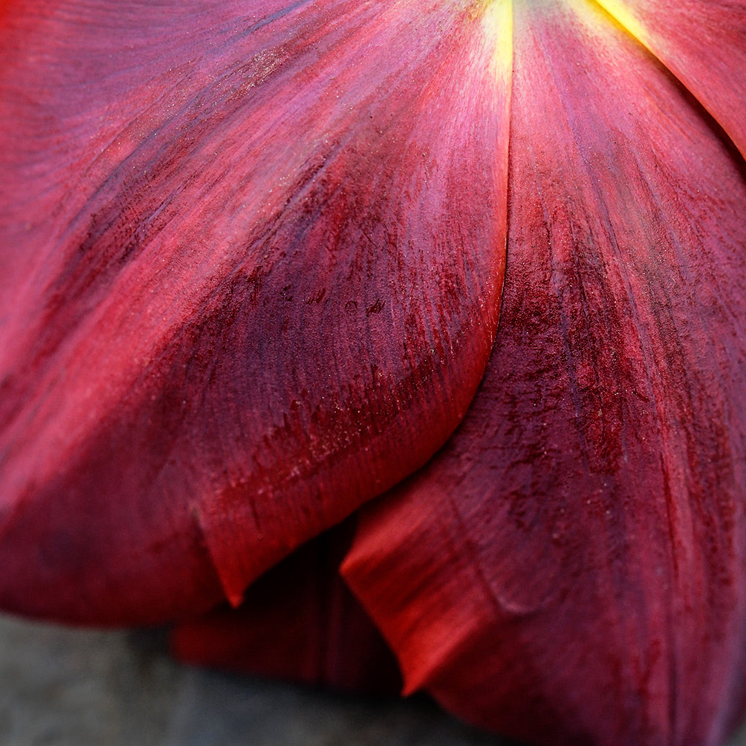 A detailed close-up of Red Princess Tulip petals.