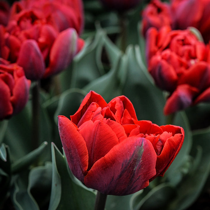 Red Princess Tulips growing in the garden.