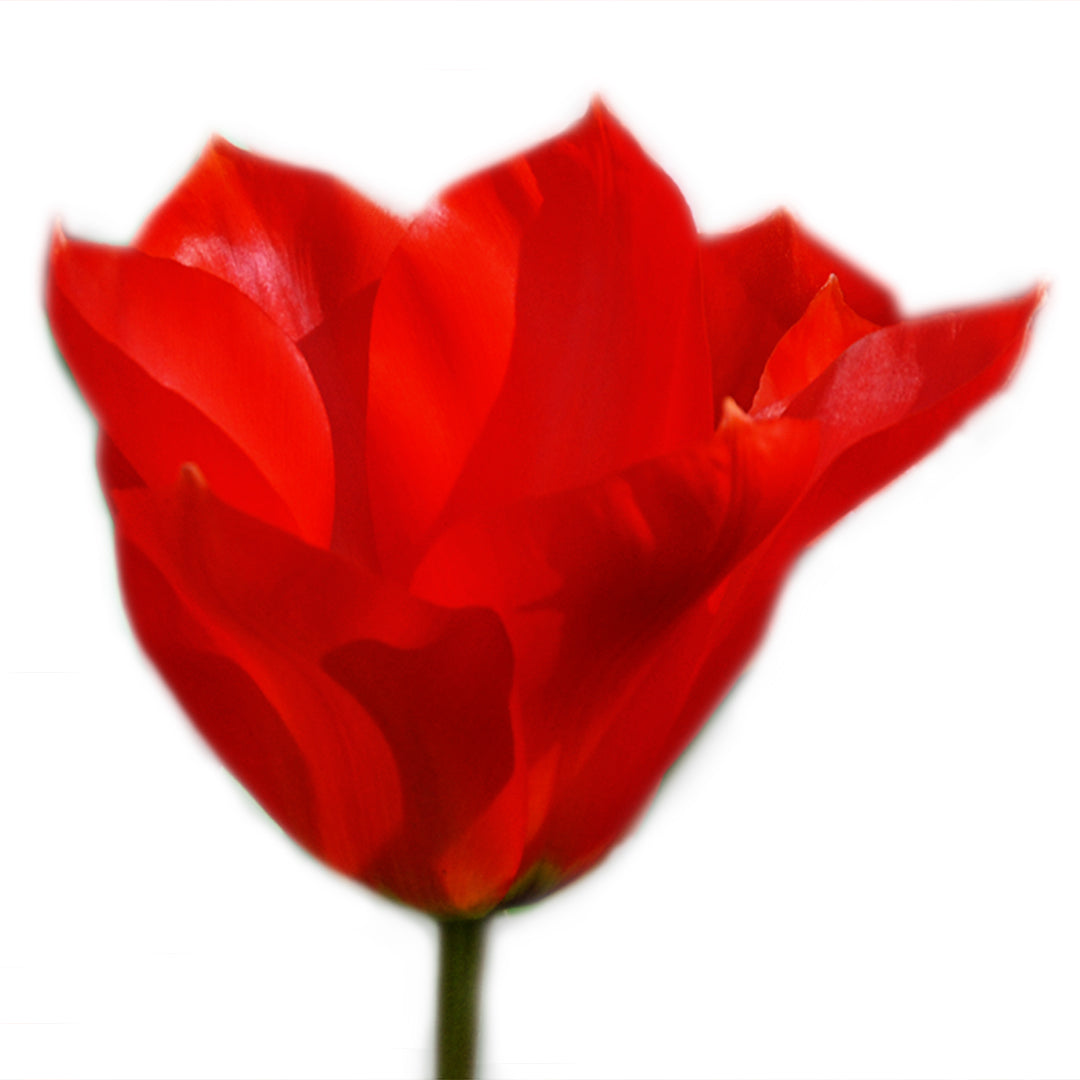 A single Red Purissima Tulip bloom against a white background.