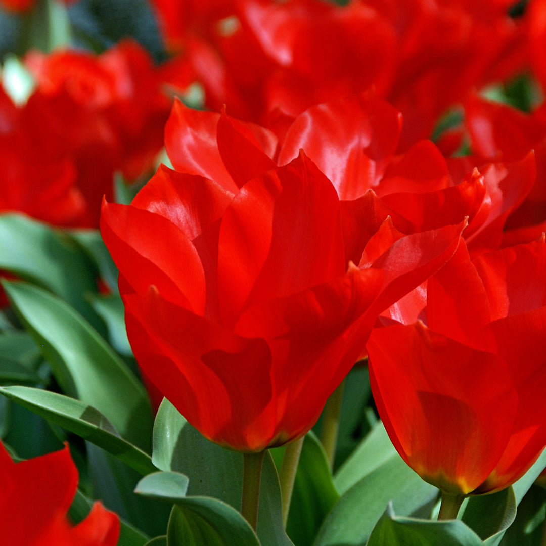 Red Purissima Tulips blooming profusely in the garden.