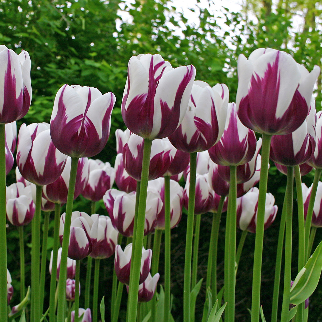 A ground level view of a bunch of Rems Favourite Tulips blooming in the garden.