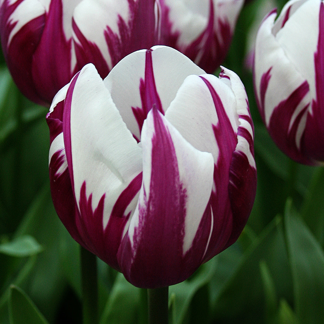 Rems Favourite Tulip close-up in the garden.