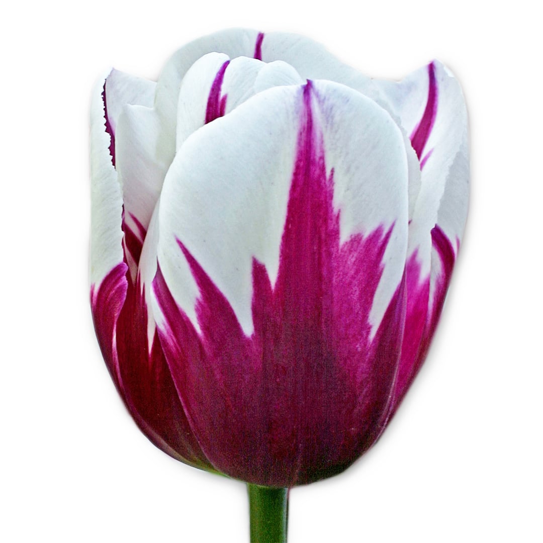 A single Rems Favourite Tulip bloom on a white background.