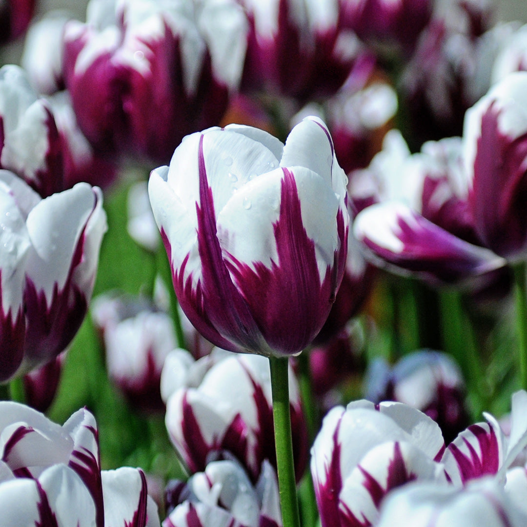 A plethora of Rems Favourite Tulips blooming in the garden.