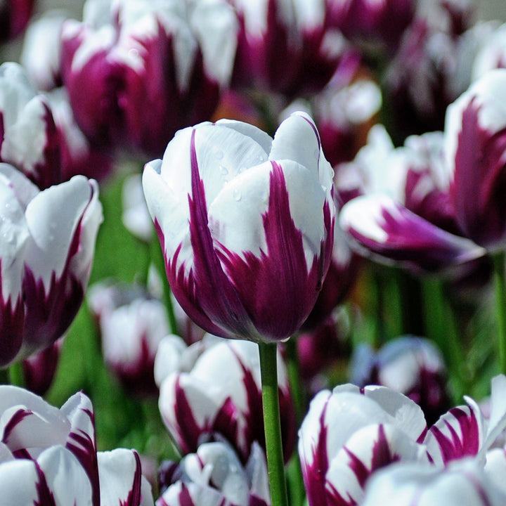A plethora of Rems Favourite Tulips blooming in the garden.