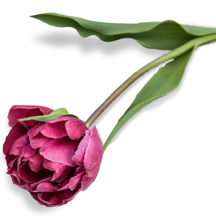 A single Rosy Diamond Tulip rests on a metal background.
