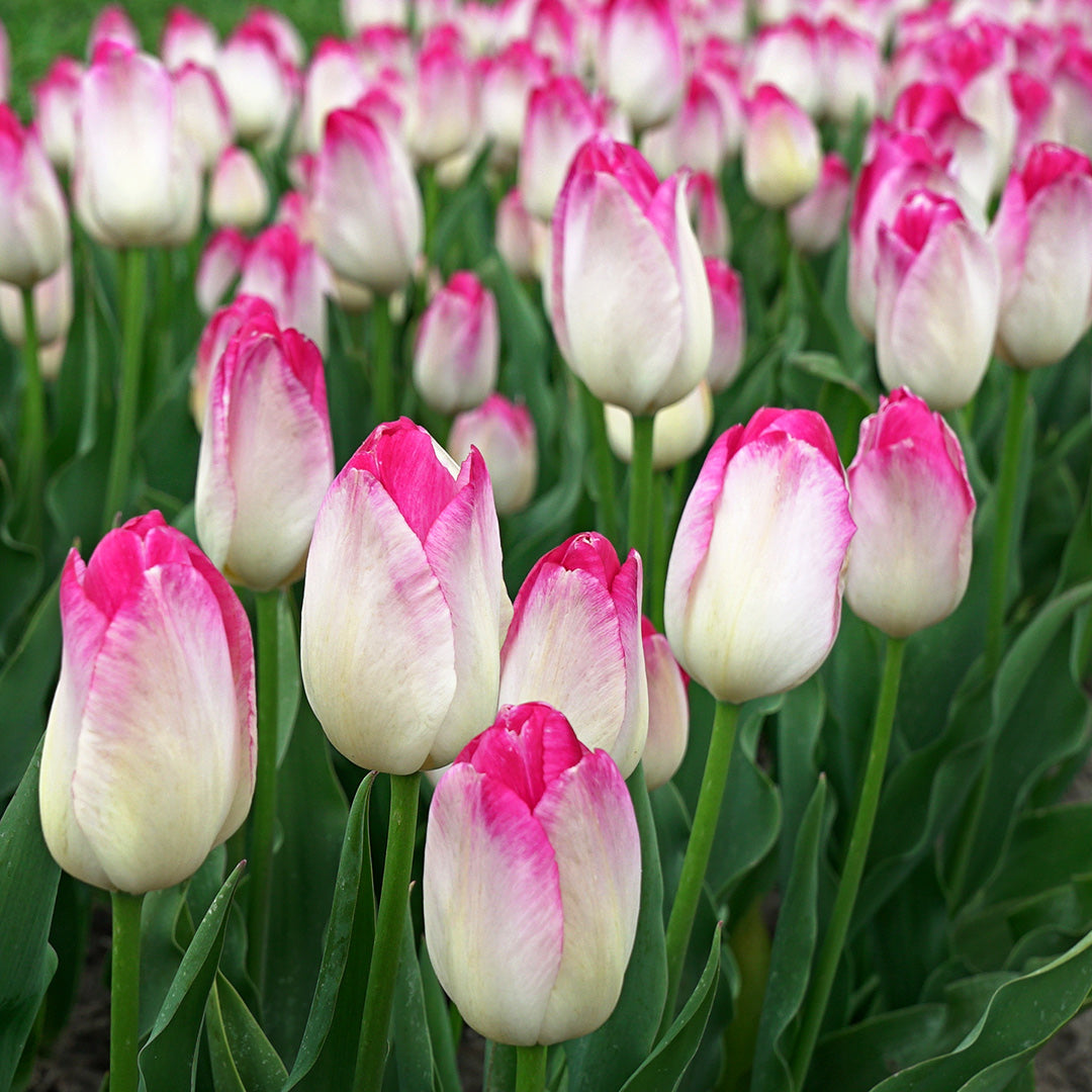 Supri Erotic Tulips growing in a field.
