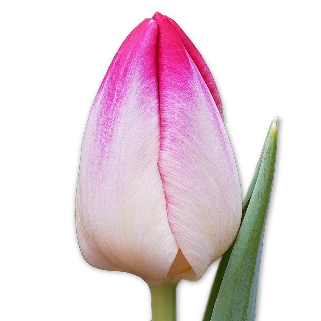 A single Supri Erotic Tulip bloom against a bright white background.