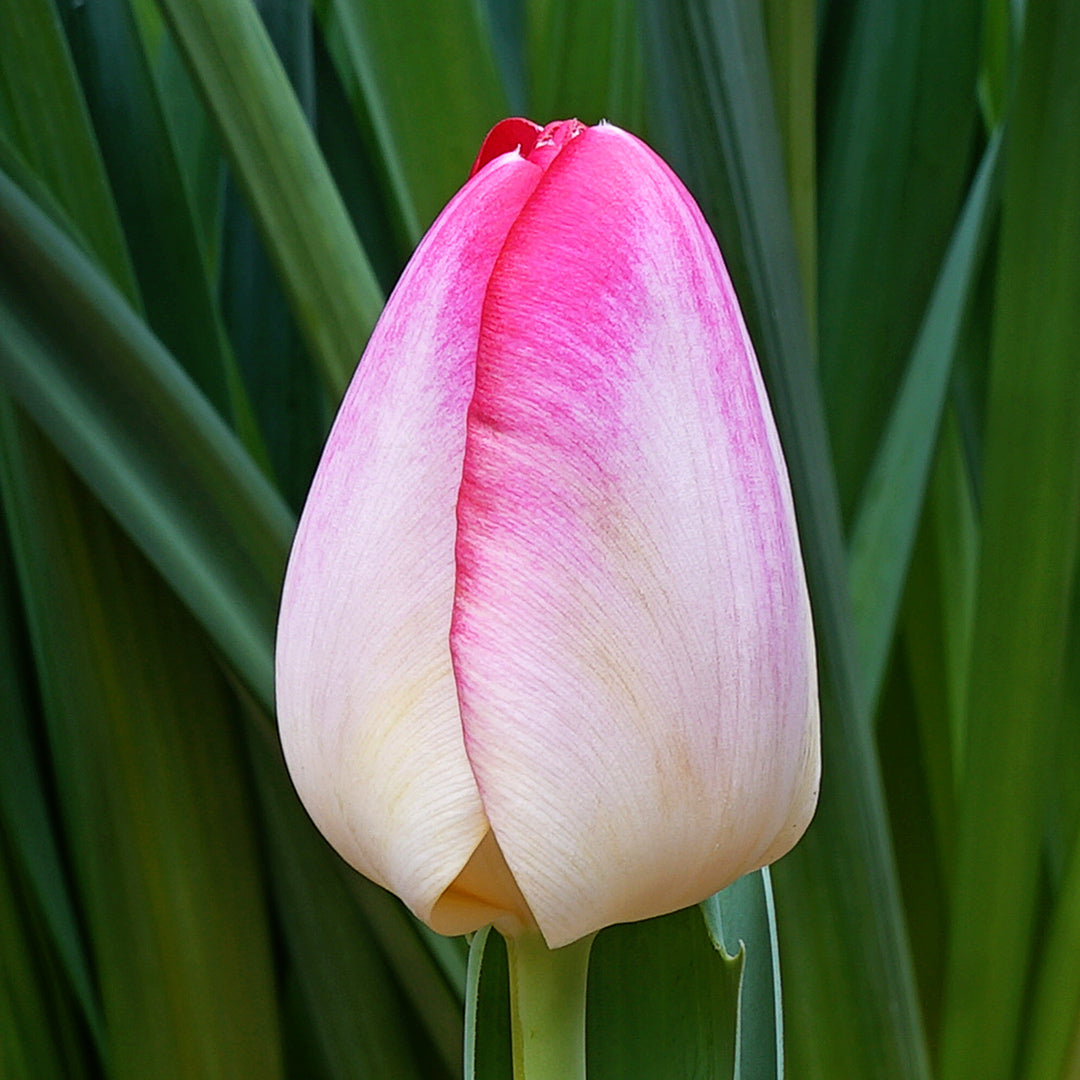 A single profile view of a Supri Erotic Tulip against foliage.