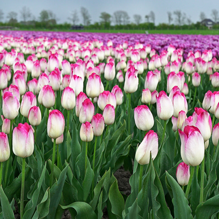 Supri Erotic Tulips blooming in a field.