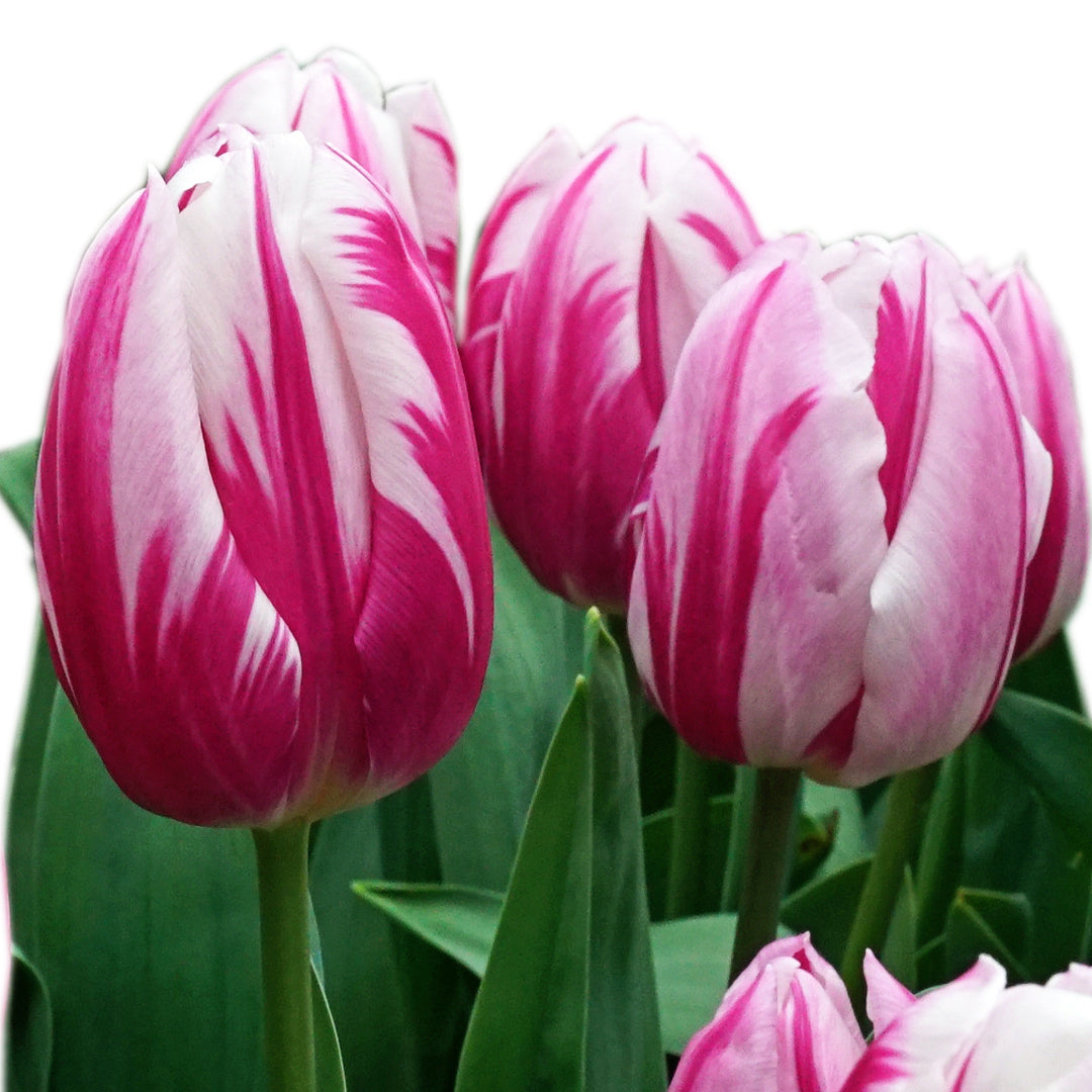 Several Bojangles Tulip flowers in full bloom against a white background.