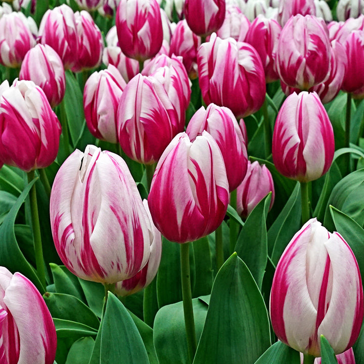 Bojangles Tulips blooming in the garden.